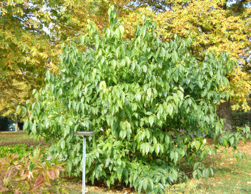 Zimokwiat wczesny -pokr�j