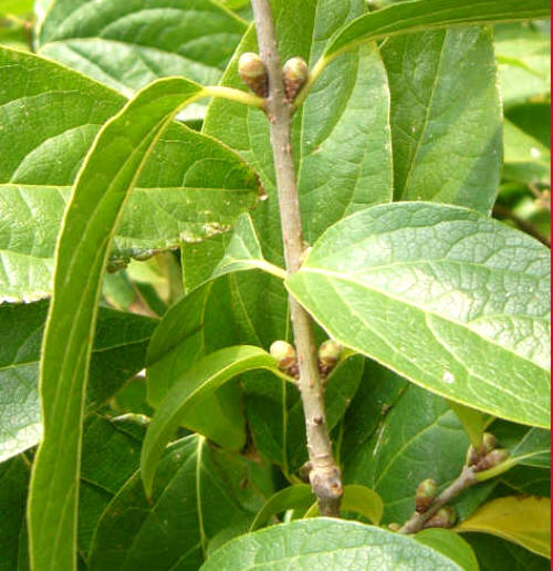 Zimokwiat - p�d z kulistymi p�kami kwiatowymi