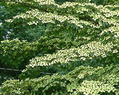 Kwitn�cy dere� kousa