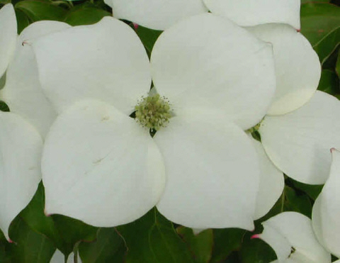 Dere� kousa - kwiatostan