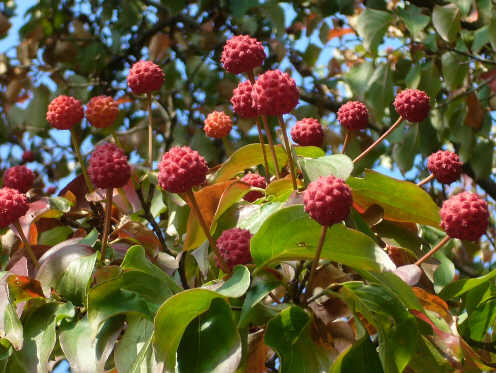 Dere� kousa - ga��zka z owocami