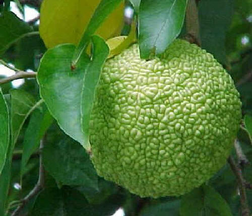Owoc żółtnicy