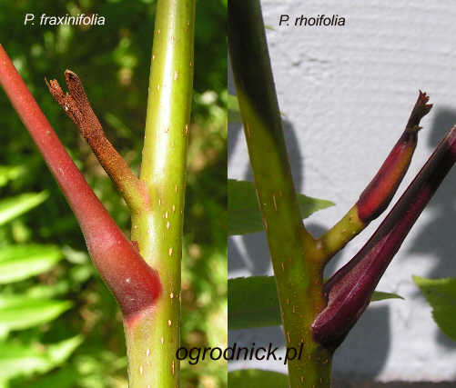 Pczki P. fraxinifolia i P. rhoifolia, porwnanie