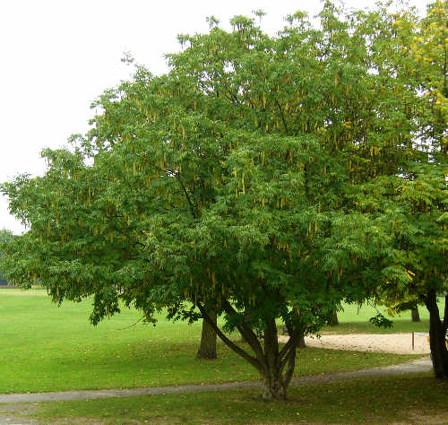 Skrzyd�orzech kaukaski - forma wielopniowa