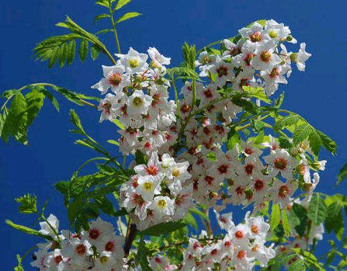 Ksantoceras - gazka z kwiatostanami